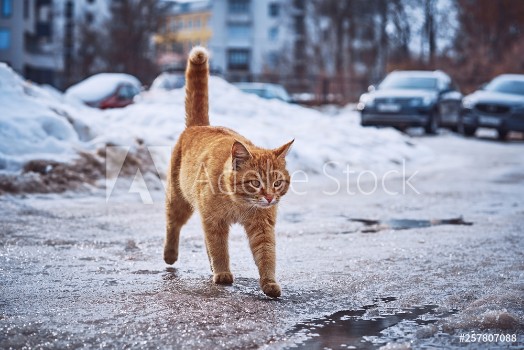 Picture of Fiery-red cat walks on wet asphalt and puddles on the background of the usual urban landscape